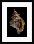 Tritonium bufo by Anonymous