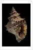 Tritonium bufo by Anonymous