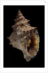 Tritonium bufo by Anonymous