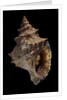 Tritonium bufo by Anonymous
