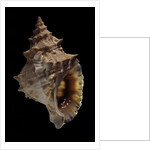 Tritonium bufo by Anonymous