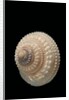 Trochus glyptus by Anonymous