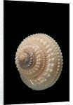 Trochus glyptus by Anonymous