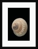 Trochus glyptus by Anonymous