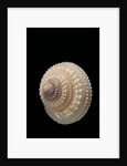 Trochus glyptus by Anonymous
