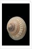 Trochus glyptus by Anonymous