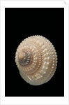 Trochus glyptus by Anonymous