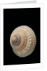 Trochus glyptus by Anonymous