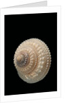 Trochus glyptus by Anonymous