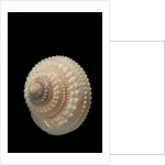 Trochus glyptus by Anonymous
