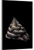 Trochus maculatus by Anonymous