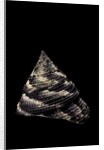 Trochus maculatus by Anonymous