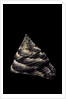 Trochus maculatus by Anonymous