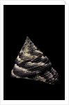 Trochus maculatus by Anonymous