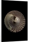 Trochus maculatus by Anonymous