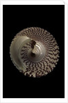 Trochus maculatus by Anonymous