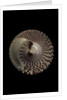 Trochus maculatus by Anonymous