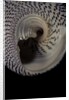 Trochus maculatus by Anonymous