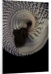 Trochus maculatus by Anonymous