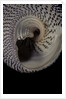Trochus maculatus by Anonymous