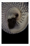 Trochus maculatus by Anonymous