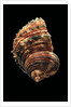 Turbo argyrostomus by Anonymous
