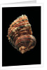Turbo argyrostomus by Anonymous