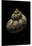 Turbo canaliculatus by Anonymous