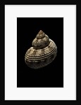 Turbo canaliculatus by Anonymous