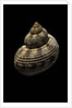 Turbo canaliculatus by Anonymous