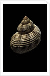 Turbo canaliculatus by Anonymous