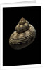 Turbo canaliculatus by Anonymous