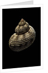 Turbo canaliculatus by Anonymous