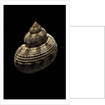 Turbo canaliculatus by Anonymous