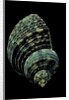 Turbo chrysostomus by Anonymous