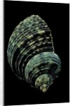 Turbo chrysostomus by Anonymous