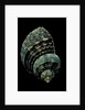 Turbo chrysostomus by Anonymous