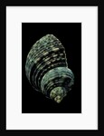Turbo chrysostomus by Anonymous
