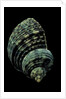 Turbo chrysostomus by Anonymous