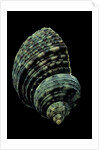 Turbo chrysostomus by Anonymous