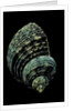 Turbo chrysostomus by Anonymous