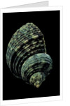 Turbo chrysostomus by Anonymous