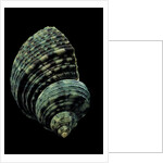 Turbo chrysostomus by Anonymous