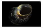 Turbo petholatus by Anonymous