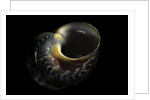 Turbo petholatus by Anonymous