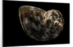 Turbo petholatus by Anonymous