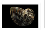 Turbo petholatus by Anonymous