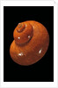 Turbo petholatus by Anonymous
