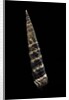 Turritella goniostoma by Anonymous