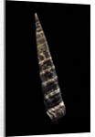 Turritella goniostoma by Anonymous